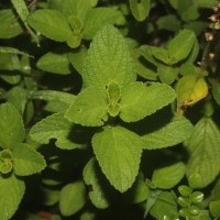 <i>Coleus barbatus</i> var. barbatus (Andrews) Benth. ex G.Don  (Andrews) Benth. ex G.Don